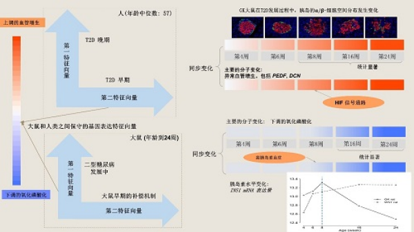 數(shù)學(xué)院在大鼠和人類胰島轉(zhuǎn)錄組中發(fā)現(xiàn)2型糖尿病前期的標(biāo)志(圖2)