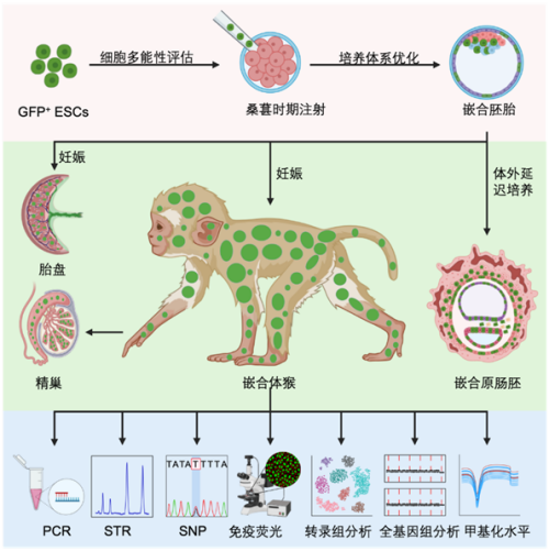 國際首次！中國科學(xué)家成功構(gòu)建胚胎干細胞嵌合體猴(圖3)