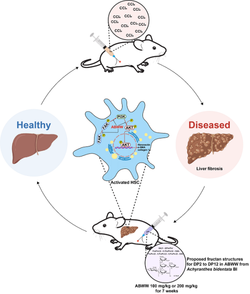 研究發現菊粉樣果聚糖可通過抑制肝星狀細胞活化改善肝纖維化(圖1)
