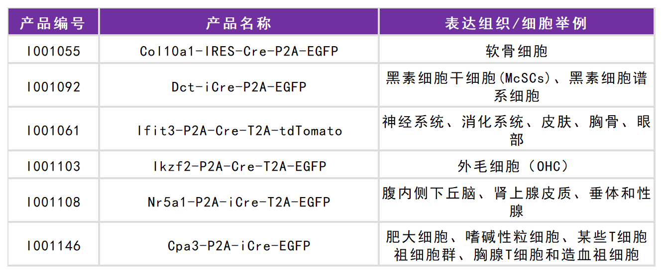 一只工具鼠的自白